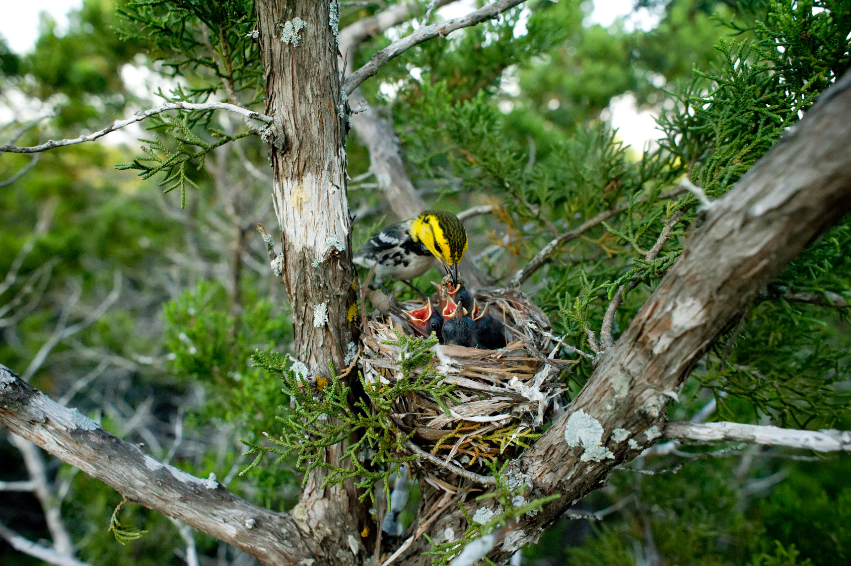 Golden-Cheeked Warbler nest