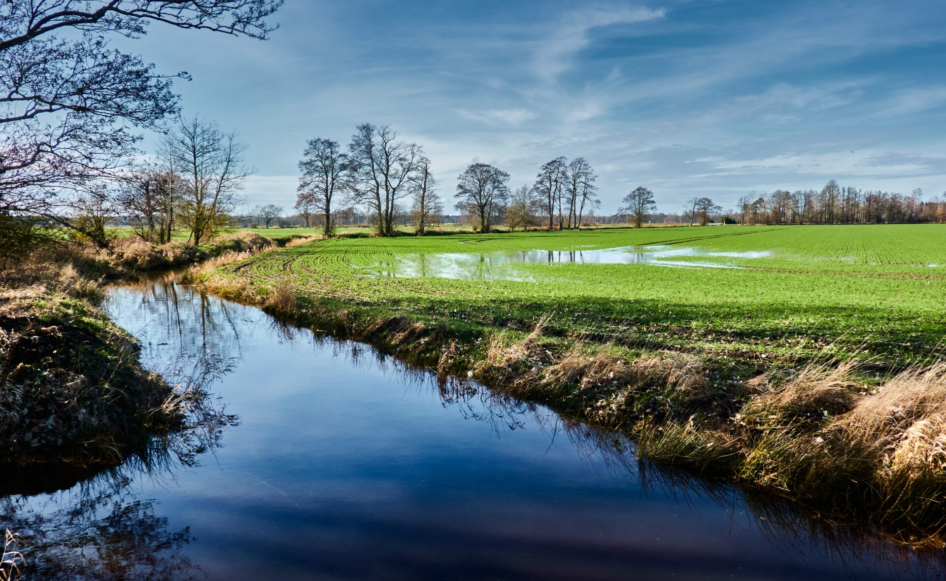 Golden-Cheeked Warbler nest