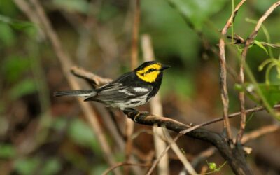 Nesting Season Is Coming: What Land Developers Need to Know About the Golden-Cheeked Warbler