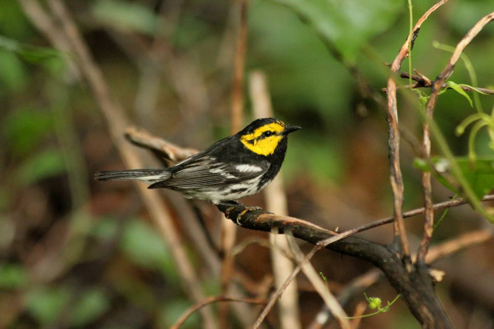 Nesting Season Is Coming: What Land Developers Need to Know About the Golden-Cheeked Warbler