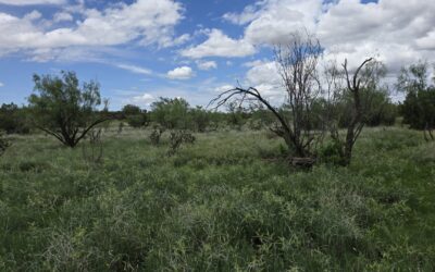 Wildlife Management Plans and 1-d-1 Valuation: Turning Land Stewardship into Long-Term Habitat Value